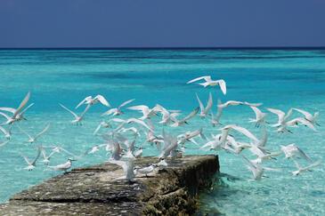 Common Terns, Maldives © Etienne Pierart